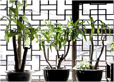 杭州綠植租賃，為生活添彩——花卉綠植租借與代管理的好處