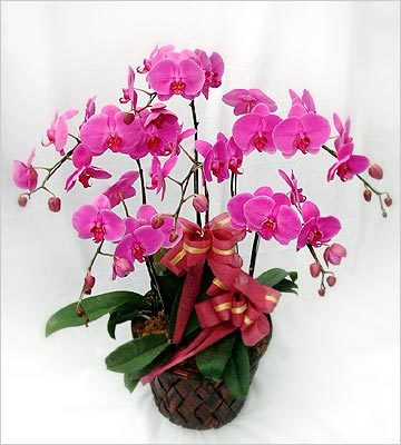 無錫花卉綠植租借與代管理 專業植物租賃服務提升環境品質