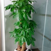 杭州航景園藝 專(zhuān)業(yè)花卉綠植租借與代管理服務(wù)