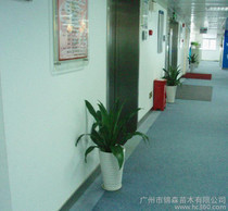 廣州綠植 價(jià)格、批發(fā)與廠家指南，及花卉綠植租借與代管理服務(wù)