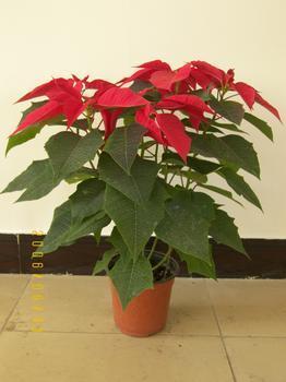 無(wú)錫花卉綠植租借與代管理服務(wù) 打造綠色辦公空間