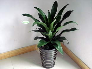 上海辦公室植物租擺服務 綠植盆栽租賃與專業代管理