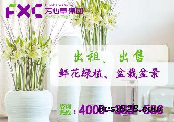 成都花木盆景租賃公司 專(zhuān)業(yè)花卉綠植租借與代管理服務(wù)