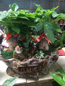 泉州公司租花與萬(wàn)達(dá)綠植租擺 發(fā)財(cái)樹(shù)開(kāi)業(yè)盆栽及代管理服務(wù)一覽