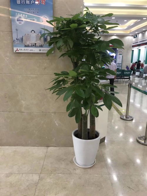 深圳坪山新區(qū)專(zhuān)業(yè)綠植租擺服務(wù) 一站式花卉綠植租借與代管理解決方案