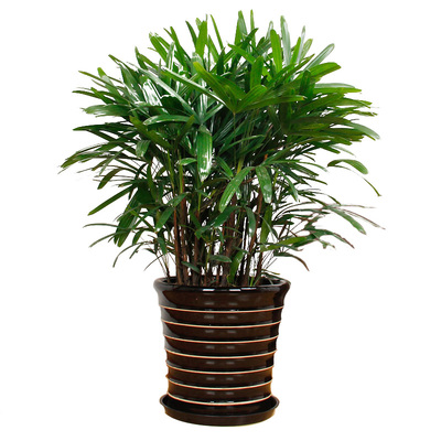 武漢室內(nèi)外園林綠化與植物租賃服務(wù)全解析