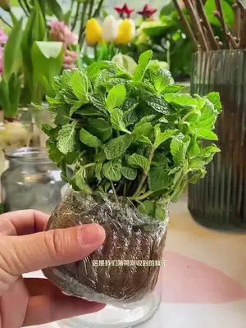 薄荷水培 干凈美觀的夏日室內(nèi)綠植