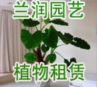 杭州南方四月花卉租賃 打造專(zhuān)業(yè)綠植租借方案