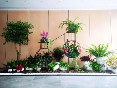 辦公室植物租賃服務 蛇口花卉綠植出租，上門養護與免費更換無憂