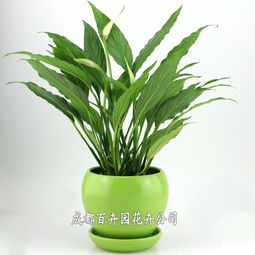 成都辦公室綠植租擺全指南 價格、方案設計一站式解析