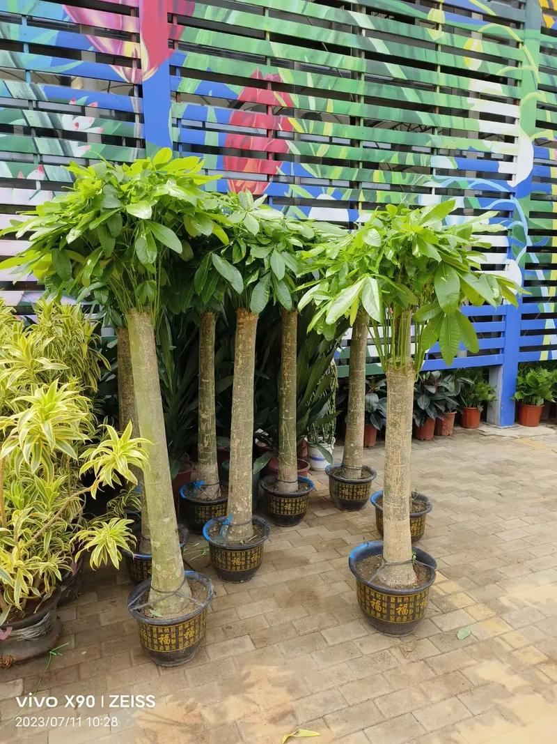 北京綠苑綠植花卉公司 專業花卉綠植租借，為您的空間注入盎然生機