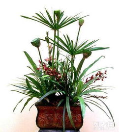 重慶主城植物租賃全解析 大花蕙蘭、綠蘿、發財樹與鮮花綠植租借服務