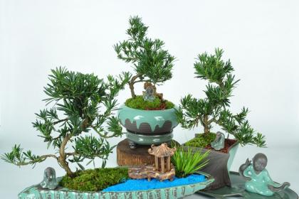 武漢綠植出租室內綠植養(yǎng)護,武漢園林養(yǎng)護別墅綠化陽臺