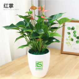 辦公室花卉綠植租賃 花木銷售、花木出租、綠化工程等