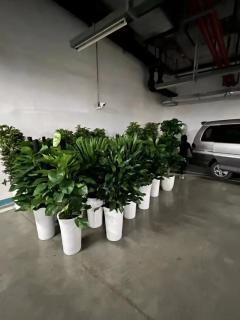 花卉綠植長期租擺 成都企業(yè)辦公與商業(yè)空間的美化新選擇