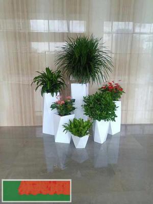 中山花卉綠植租擺 打造宜居生態(tài)空間，盡享綠色之美