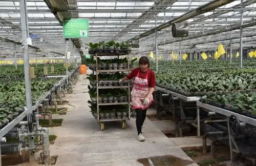 花卉綠植租借 公司+農戶模式助推群眾家門口穩(wěn)定就業(yè)