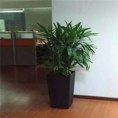 天津谷鑫亞泰花卉 綠植租賃、租擺服務(wù)與室內(nèi)花卉設(shè)計(jì)專家