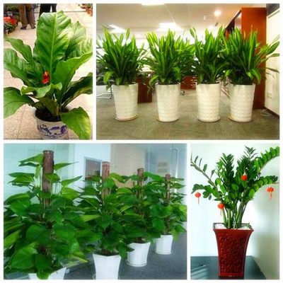 綠植盆景批發(fā)與租賃一站式服務(wù) 佳之美花卉的專業(yè)之道