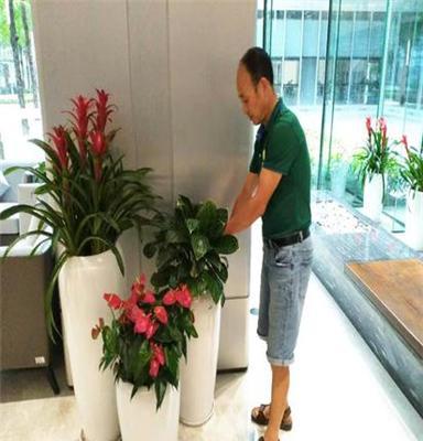 室內(nèi)綠植花卉租賃 為深圳辦公室注入自然活力，租綠植就找惜花花卉