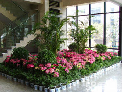 重慶綠植租擺服務(wù) 一站式解決方案，輕松打造活力辦公空間