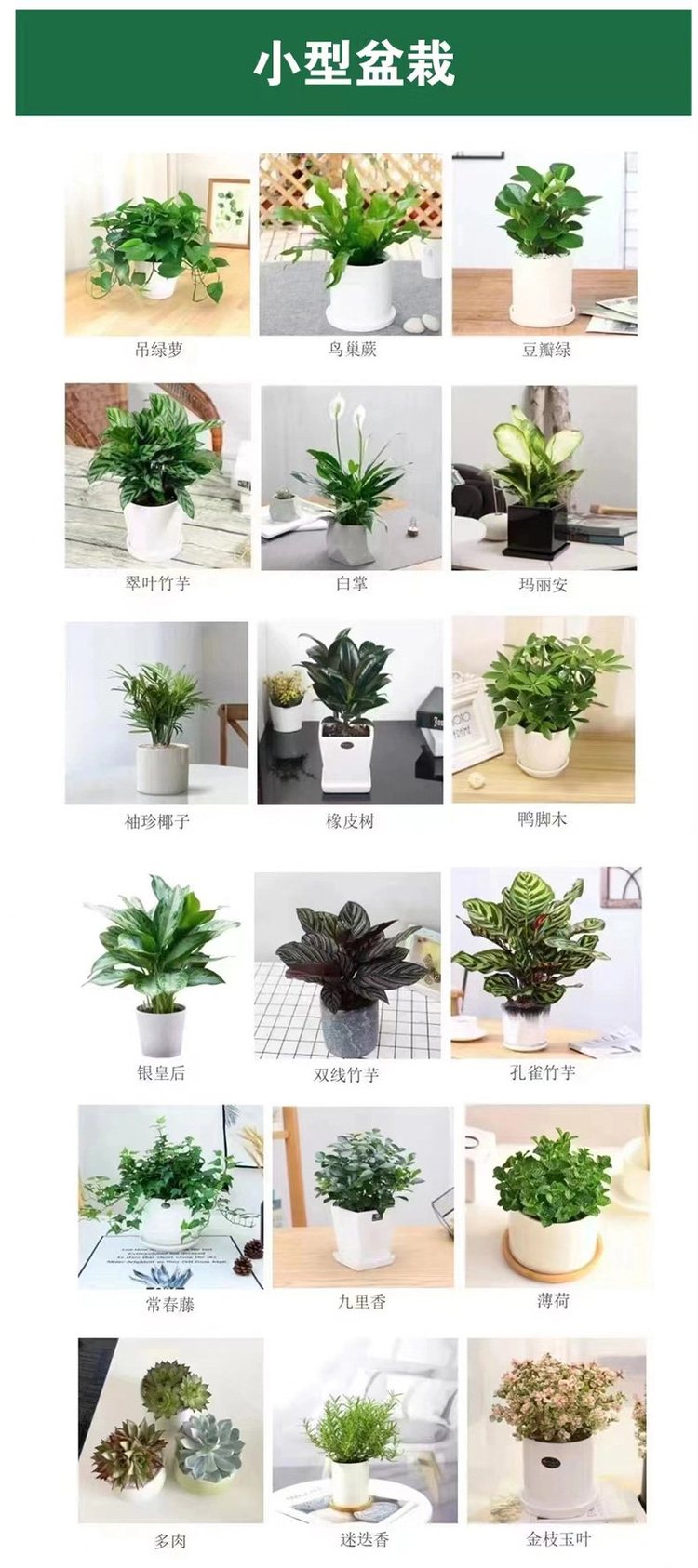 辦公室植物租擺與商場(chǎng)綠植租賃 綠林園藝一站式解決方案