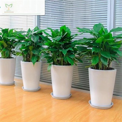 告別綠意 優(yōu)化產(chǎn)品刪除頁(yè)，提升花卉綠植租借用戶體驗(yàn)