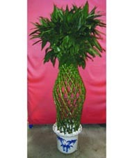 武漢植物出租，打造綠色辦公空間首選——武漢市江岸區(qū)一方綠花卉園藝經(jīng)營(yíng)部