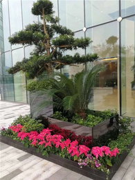 綠植租賃新風(fēng)尚 武漢雅淳花卉，點(diǎn)亮漢口辦公與生活空間