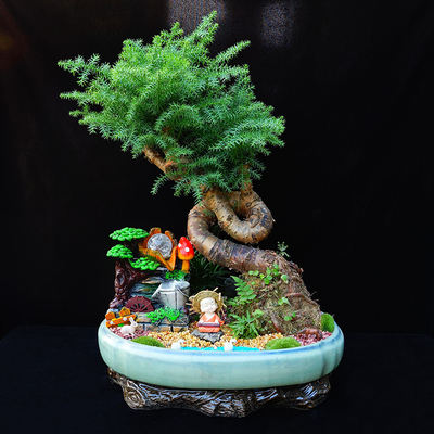 武漢花卉綠植市場(chǎng)概覽 從公司苗木到寫字樓租擺的全面解析