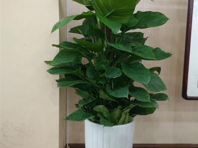 天津花卉綠植租賃與銷售服務(wù)新選擇——谷鑫亞泰花卉