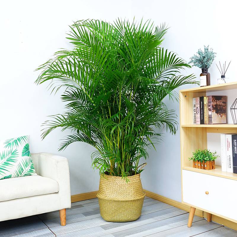武漢室內(nèi)花卉植物盆景全覽 租賃與銷售一站式服務(wù)