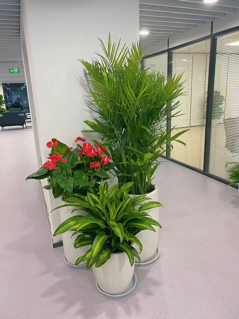 辦公室綠植租賃 花卉租擺提升企業(yè)環(huán)境與形象
