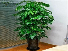 珠海綠植出租與花卉綠植租借 讓綠色常伴，為企業(yè)與生活增彩添色