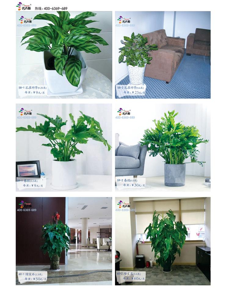 鄭州花卉綠植一站式服務(wù) 租賃與批發(fā)，價(jià)格優(yōu)品種全