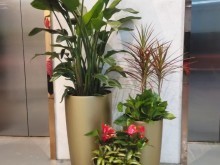 北京花卉綠植租借服務(wù) 為城市生活增添一抹自然綠意