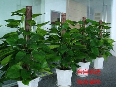 深圳辦公綠植租擺 讓工作空間生機(jī)盎然的貼心選擇