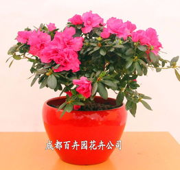 成都辦公室花卉綠植租借指南 價格、方案與配送全解析