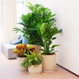 全紹興室內(nèi)盆栽綠植花卉出租出售及上門養(yǎng)護(hù)服務(wù)指南
