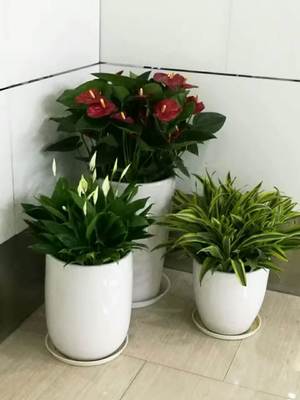 上海綠植租擺 專業(yè)綠化服務(wù)在都市生活中的新生態(tài)空間