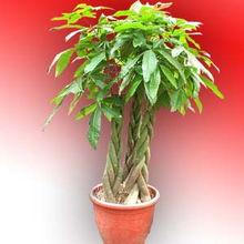 西安花卉租擺與花木租賃服務(wù)詳解