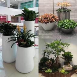蕭山濱江區(qū)辦公室綠植租賃與養(yǎng)護(hù)服務(wù) 打造生機(jī)商務(wù)辦公空間