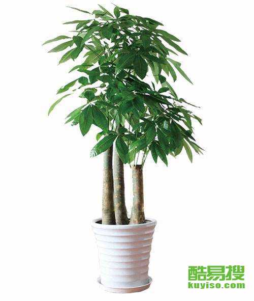 北京昌平綠植花卉租賃回龍觀分公司——綠色生活從此觸手可及