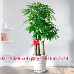 虹橋路商務樓植物訂花送花,花卉租賃長寧區(qū)虹橋路綠植花卉租賃租